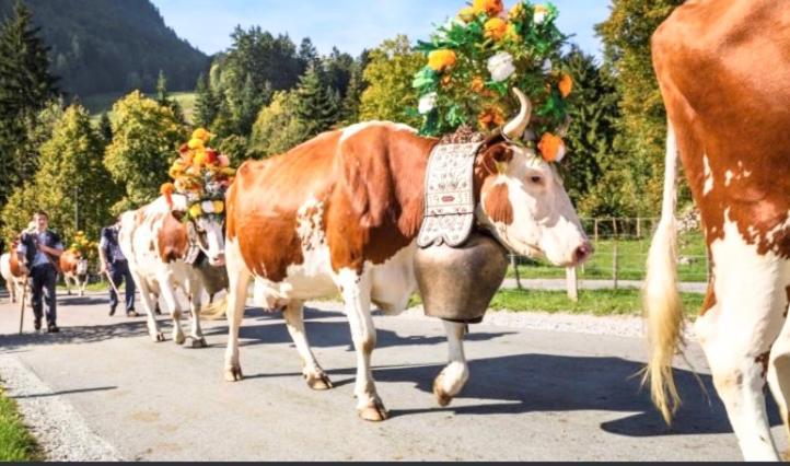Fewo Alpenwiese Mit Hallenbad&Sauna Missen-Wilhams Exterior foto